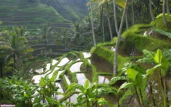 Тропический пейзаж - обои для рабочего стола, , природа, зеленый, вода