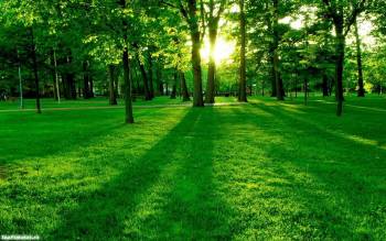Зеленый лес, обои на рабочий стол, , лес, солнце, зеленый, деревья