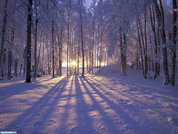 Зимний лес в  пушистом снегу, , зима, лес, деревья, снег
