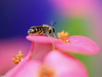 Пчела на розовом цветке - бои на рабочий стол, , пчела, розовый, цветы