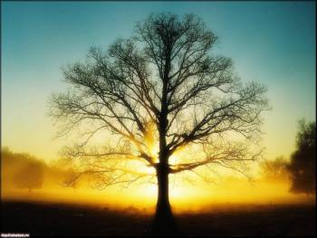Обои природы, дерево на фоне заката, , закат, дерево, желтый, голубой