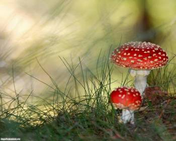 Мухоморы - отличные обои природы на рабочий стол, , грибы, трава, красный