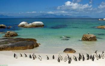 Пингвины - обои на рабочий стол, , море, голубой, пингвины, песок