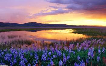Закат и озеро - обои природы, , озеро, закат, цветы