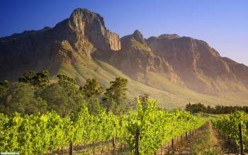 Плантация винограда - обои природы, , горы, зеленый, виноград