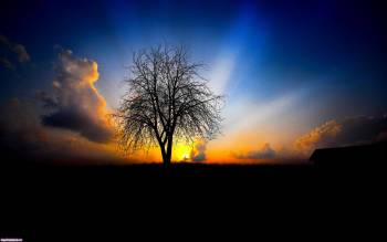 Обои - природа, дерево на фоне восхода, , синий, дерево, восход, темный