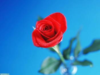 Красная роза - обои на рабочий стол, , красный, роза, голубой, цветок