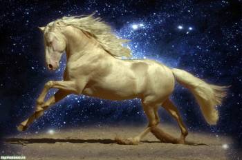 Белая лошадь - обои животных, , лошадь, белый, синий