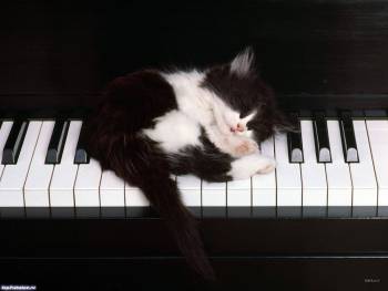 Черно-белый котенок на пианино, обои на рабочий стол, , котенок, пианино, черный, белый, черно-белый