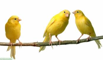 Три желтых попугая - обои животных на рабочий стол, , желтый, попугай, белый