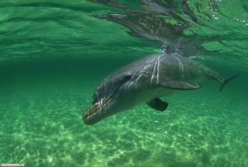 Дельфин в родной стихие, обои животных, , вода, дельфин