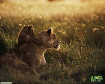Обои животных. Прайд на отдыхе: львица и львенок., , лев, поле, трава, коричневый