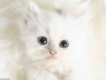 Белый котенок, обои животных для рабочего стола, , глаза, белый, котенок