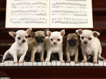 Щенки на пианино, обои животных, , щенок, пианино, коричневый, ноты