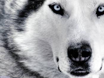 Обои животных: волк-альбинос, , глаза, волк, белый