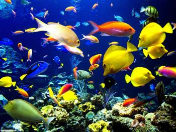 Тропические рыбки - обои животных, , рыбы, тропики, океан, вода, разноцветный