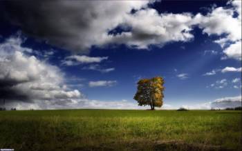 Одинокое дерево на форе синего неба - красивые обои, , дерево, синий, зеленый, трава, облака