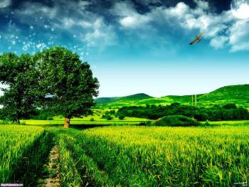 Дорога в поле - обои на рабочий стол 1600x1200 пикселей, , дорога, зеленый, дерево, поле, трава, голубой, облака