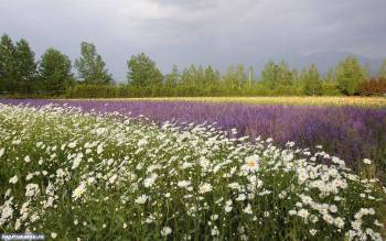 Ромашковое поле - обои природы, , цветы, поле, трава, белый, фиолетовый