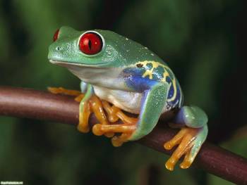 Тропическая лягушка с красными глазами - обои, , лягушка, тропики, красный, глаза, зеленый