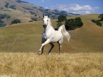 Обои с животными - белая лошадь в поле, , лошадь, поле, трава, белый