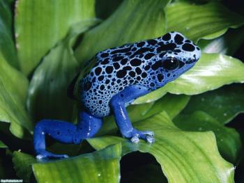 Тропическая яркая лягушка - обои на рабочий стол, , лягушка, тропики, синий, зеленый, листья