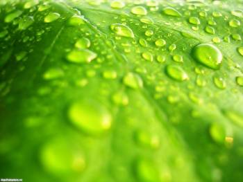 Капельки росы на зеленом листке - обои для рабочего стола, , макро, роса, лист, зеленый, капли