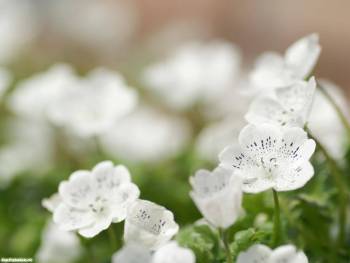 Нежные белые цветы, красивые обои 1600x1200 пикселей, , цветок, белый, зеленый
