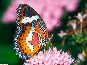 Обои бабочка, фото бабочек 1600x1200 пикселей, , бабочка, цветок, яркий, разноцветный