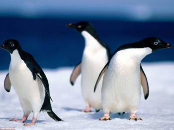 Обои пингвины, обои пингвины на рабочий стол, , пингвин, зима, снег, лед, холод, черный, синий, белый