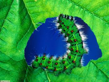 Обои насекомые на рабочий стол - зеленая гусеница, , гусеница, лист, зеленый, синий