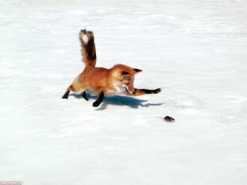 Лиса обои и фото, зимняя охота на мышей 1600x1200 пикселей, , лиса, мышь, снег, охота, зима, холод