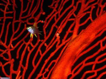 Обои с кораллами. Красные кораллы, обои 1600x1200 пикселей, , коралл, рабы, красный, под водой, океан