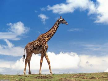 Обои жираф для вашего рабочего стола, , жираф, Африка, саванна, небо, облака, голубой