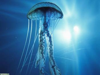 Подводный мир - медуза в лучах солнца, обои 1600x1200, , под водой, океан, синий, голубой, глубина, медуза