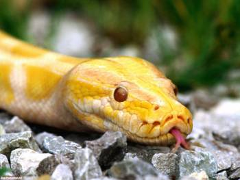 Желтая змея - обои змея на рабочий стол, , питон, желтый, камни, змея, язык