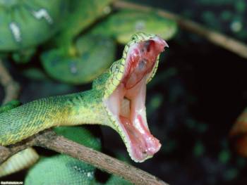 Обои змей. Фото тропической зеленой змеи 1600x1200 пикселей, , змея, пасть, зеленый, тропики