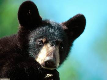 Забавный медвежонок, обои с животными 1600x1200 пикселей, , медвежонок, медведь, черный, уши