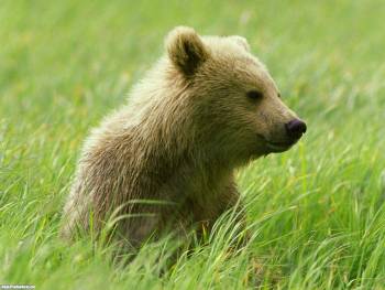 Бурый медвежонок в поле, обои для рабочего стола, , медведь, медвежонок, зеленый, коричневый, трава, поле