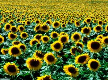 Поле подсолнухов, обои 1600x1200 пикселей, , подсолнух, цветок, поле, желтый, зеленый