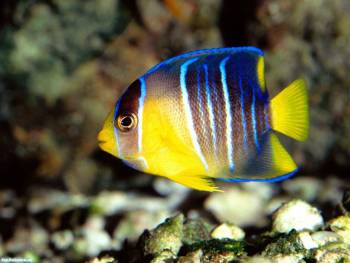 Тропическая рыбка - обои с животными на рабочий стол, , рыба, тропики, подводный мир, разноцветный
