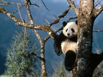 Обои панда, красивые обои с пандой на рабочий стол, , панда, дерево
