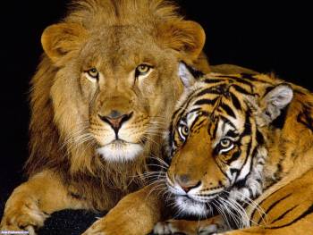Тигр и лев, красивые обои животных на рабочий стол, , тигр, лев, кошка, желтый, полосы