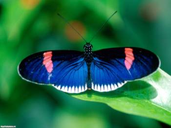 Синяя бабочка, красивые обои, , бабочка, синий, зеленый, лист