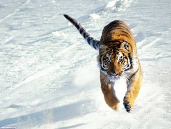Обои тигр, красивые обои на рабочий стол, , тигр, зима, снег, белый