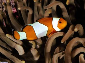 Обои животных - тропическая рыбка, обои 1600x1200 пикселей, , рыба, тропики, под водой, полип, оранжевый. белый, коричневый