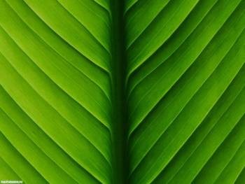 Зеленый лист, обои 1600x1200 пикселей, , лист, зеленый