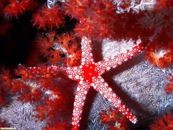 Морская звезда, обои с животными на рабочий стол, , морская звезда, подводный мир, красный, океан