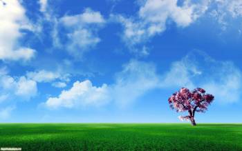 Широкоформатнве обои природы 1680x1050 пикселей, , поле, трава, дерево, зеленый, голубой, небо, облака