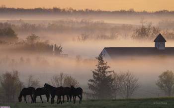 Широкоформатные обои природы - лошади в тумане, , лошадь, туман, деревня